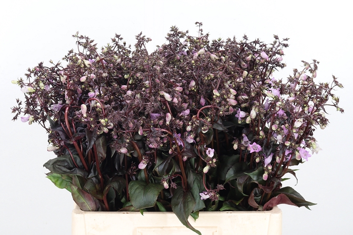 <h4>Penstemon Overig</h4>