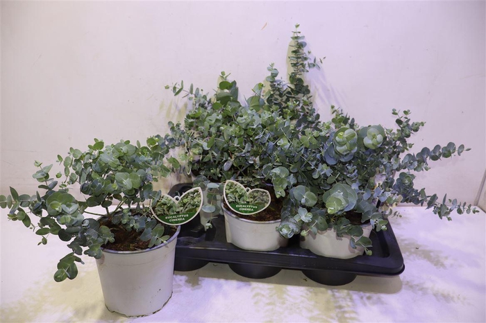 <h4>Eucal Cinerea</h4>