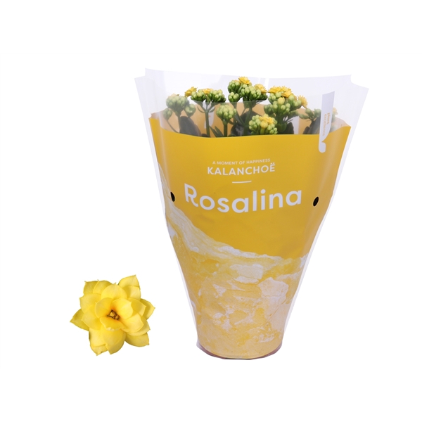 <h4>Kalanchoe Rosalina 12cm TST Don Amarillo, Gele hoes</h4>