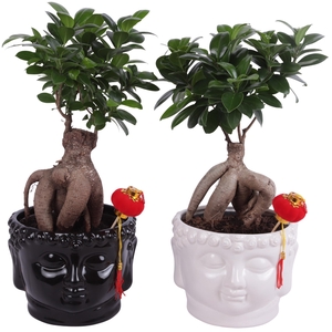 Ficus m. Ginseng Pot Ø15cm in Black and White Buddha Ø18cm