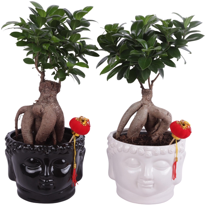 <h4>Ficus m. Ginseng Pot Ø15cm in Black and White Buddha Ø18cm</h4>