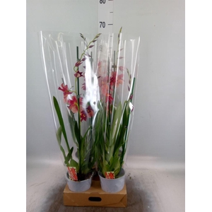 xBurrageara  'Nelly Isler'