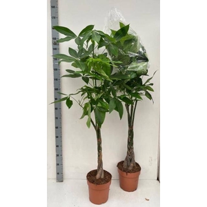 PACHIRA AQUATICA