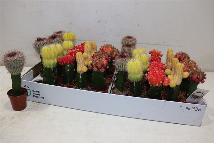 <h4>arr8 Cactus Gem</h4>
