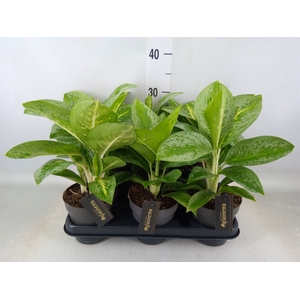 Aglaonema  'Lemon Mint'