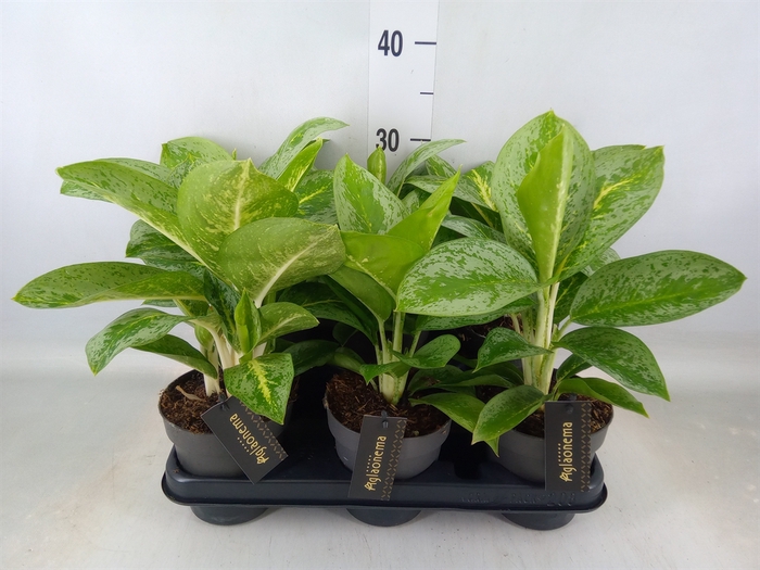<h4>Aglaonema  'Lemon Mint'</h4>