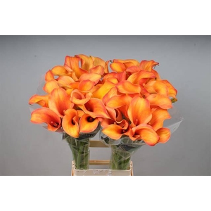 Zantedeschia callista