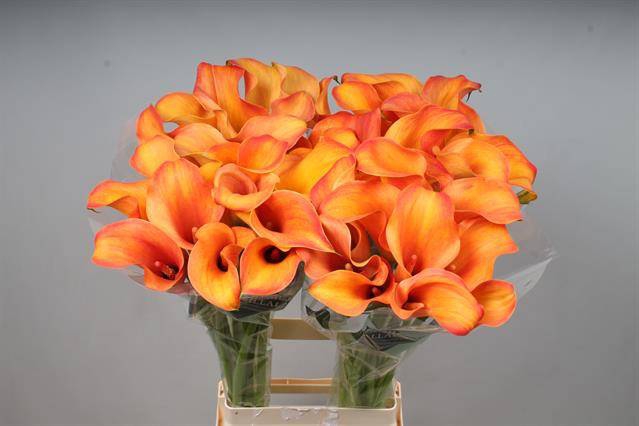 <h4>Zantedeschia callista</h4>