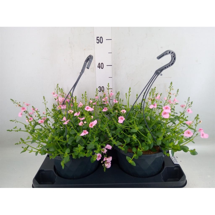 <h4>Diascia  'FlyColors'   ...mix</h4>