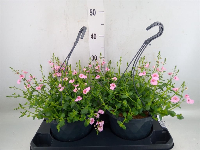 Diascia  'FlyColors'   ...mix
