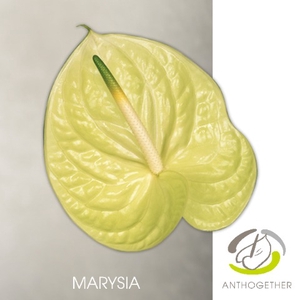 Anthurium Marysia