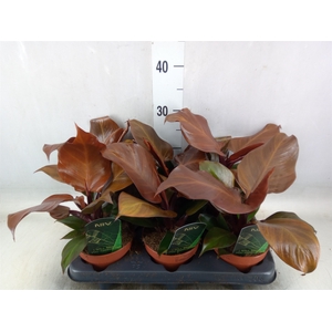 Philodendron  'Sunlight'