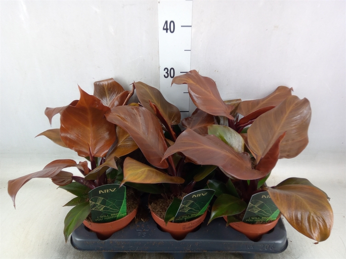 <h4>Philodendron  'Sunlight'</h4>