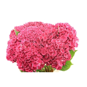 Hydr M Mon Amour Red 60-17