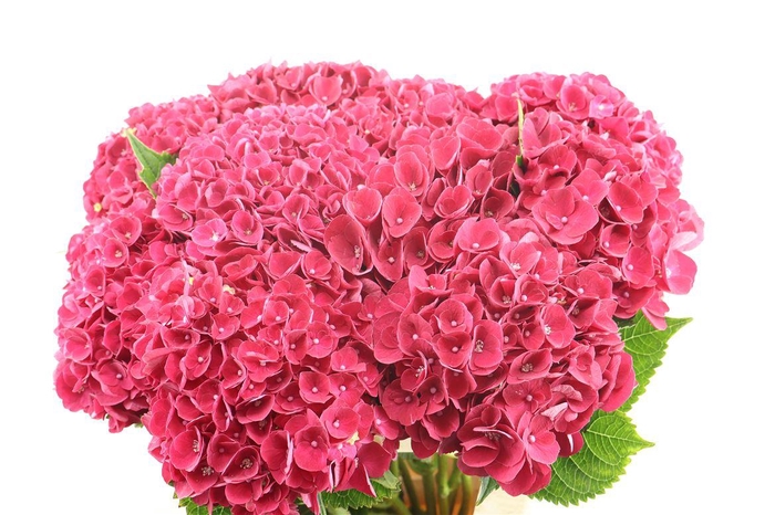 <h4>Hydr M Mon Amour Red 60-17</h4>