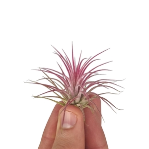 Tillandsia ionantha rood bonsai (baby)