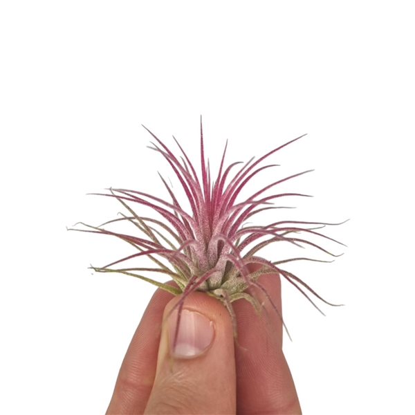 <h4>Tillandsia ionantha rood bonsai (baby)</h4>