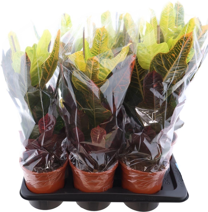 <h4>Codiaeum Excellent</h4>