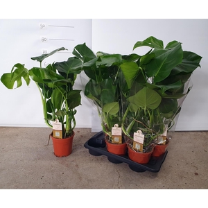 MONSTERA DELICIOSA