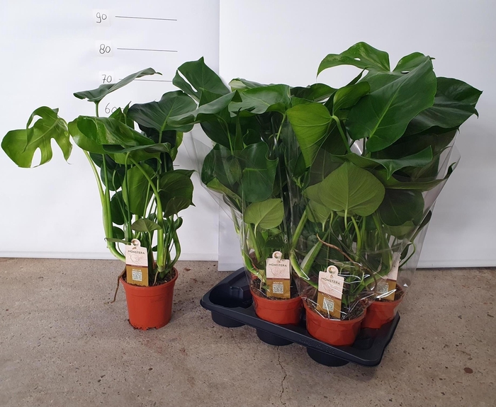 <h4>MONSTERA DELICIOSA</h4>
