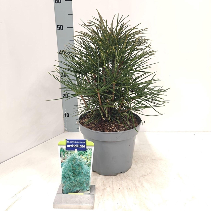 <h4>Sciadopitys verticillata</h4>