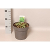 vaste planten 19 cm  Alchemilla mollis Irish Silk