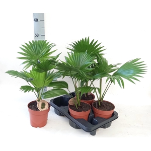 LIVISTONA ROTUNDIFOL