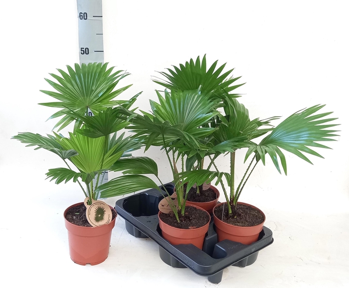 <h4>LIVISTONA ROTUNDIFOL</h4>