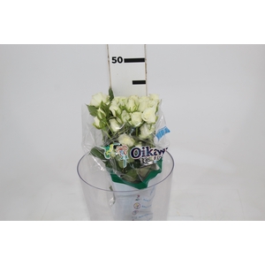 ROSA SPRAY SNOWFLAKE 040 CM