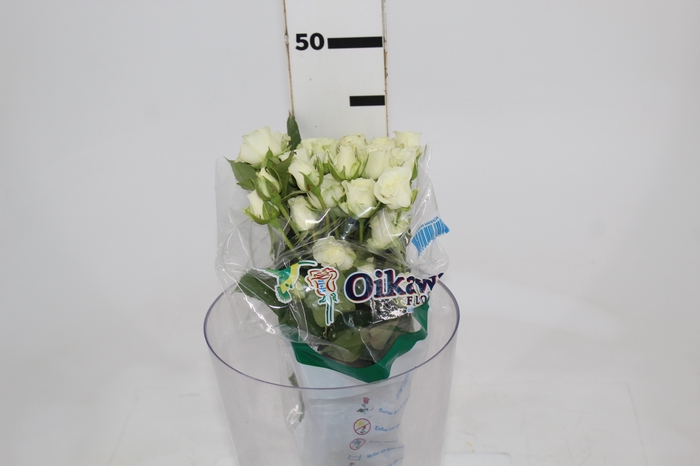 <h4>ROSA SPRAY SNOWFLAKE 040 CM</h4>