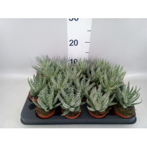 Aloe humilis