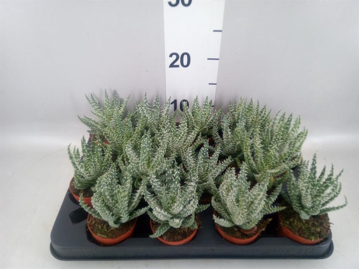 <h4>Aloe humilis</h4>