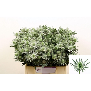 ERYNGIUM SIRIUS QUESTAR ERYN SIRIUS