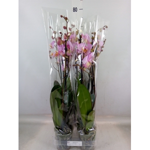 Phalaenopsis  'Formation'