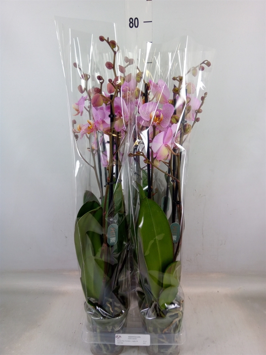 <h4>Phalaenopsis  'Formation'</h4>
