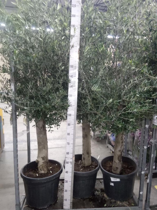 <h4>Olea europaea</h4>