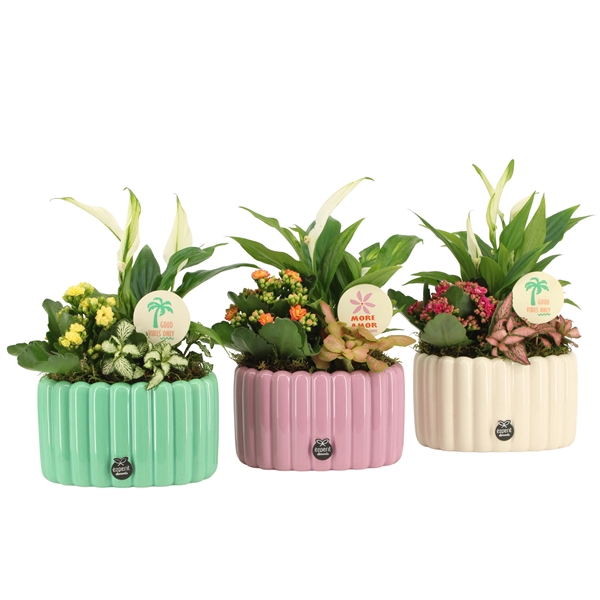 <h4>31667: Color circus arrangement</h4>