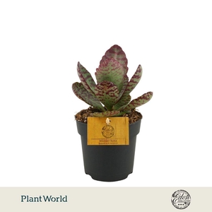 Kalanchoe Humilis 10,5cm