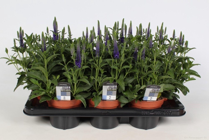 <h4>Veronica spicata</h4>