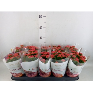 Kalanchoe blos. 'RosDon Victorio'