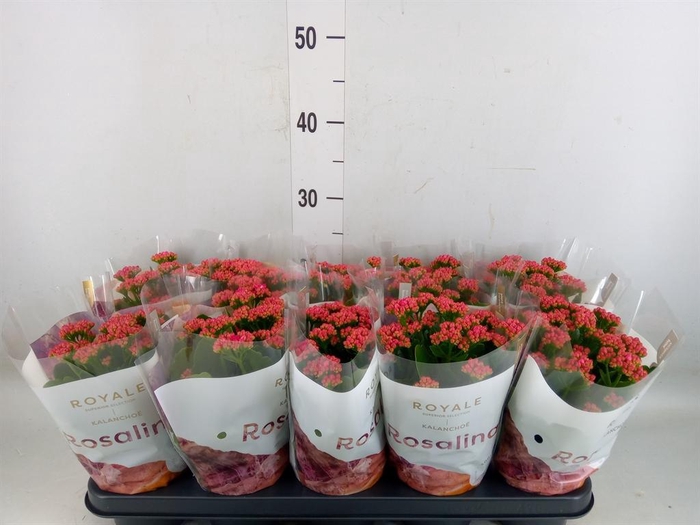 <h4>Kalanchoe blos. 'RosDon Victorio'</h4>