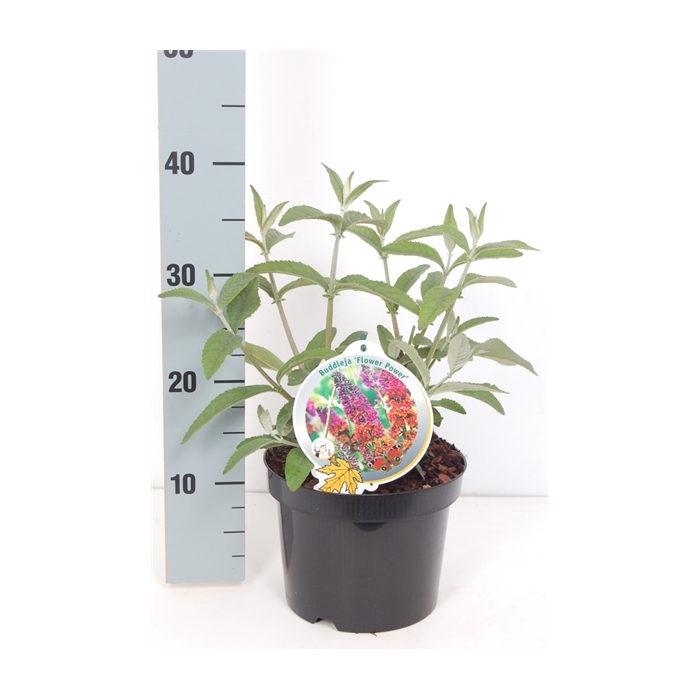 <h4>Buddleja wey. Flower Power</h4>