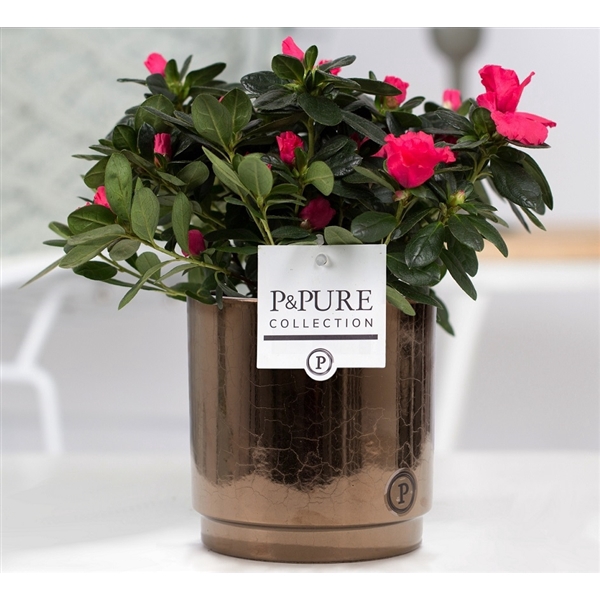 <h4>1st class Azalea red in P&PURE Juliette ceramics goldbronze</h4>