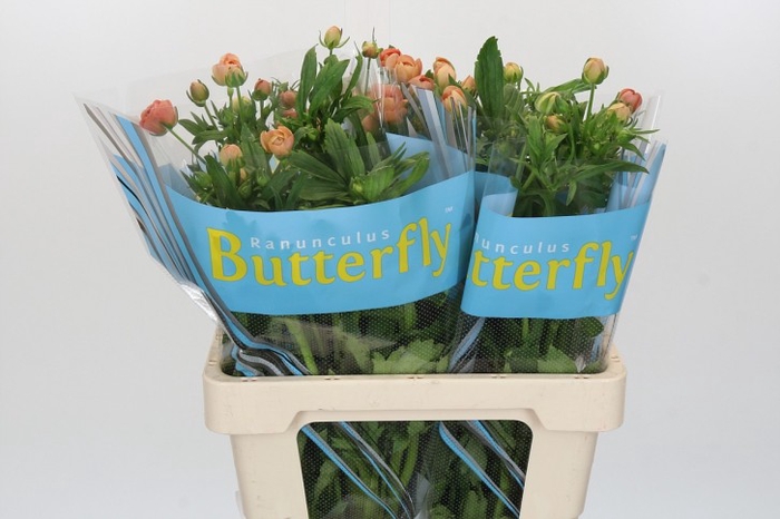 <h4>Ranunculus Butterfly Jupiter</h4>