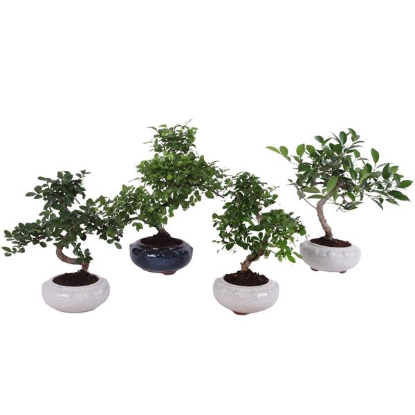 <h4>Bonsai Mixed in ø17cm Round Ceramic S-Shape</h4>