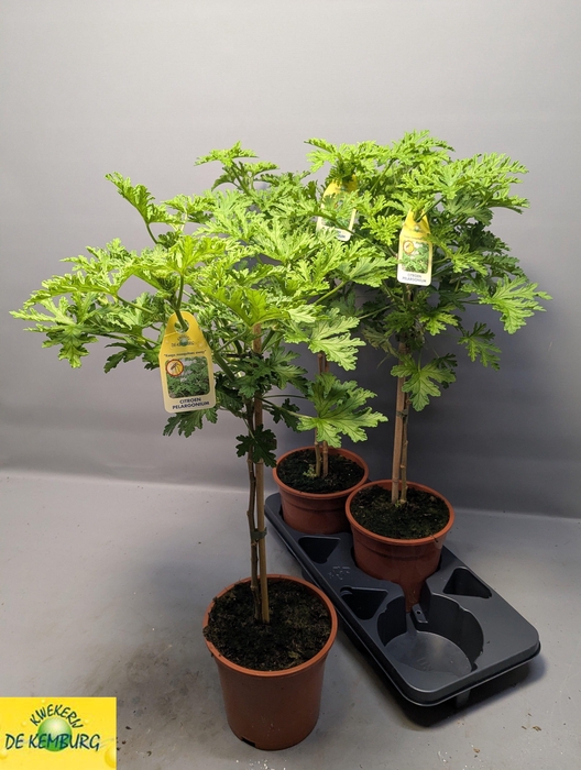 <h4>PEL GRAV LEMON TREE</h4>