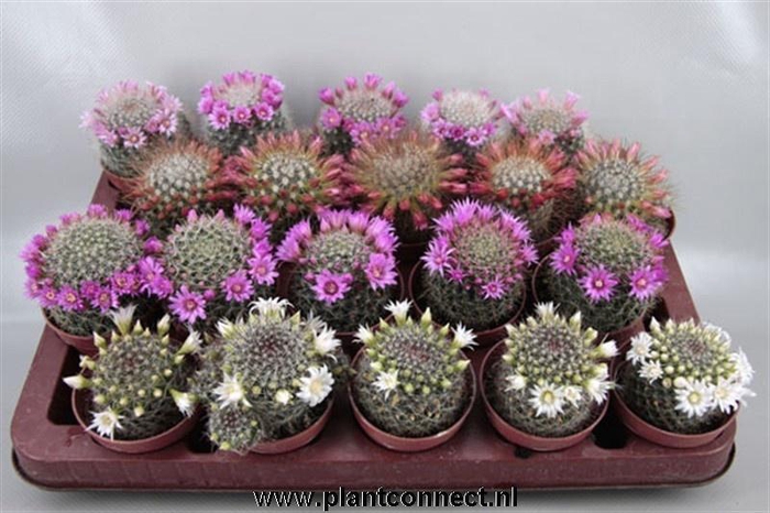 <h4>CACTUS BLOEIEND</h4>