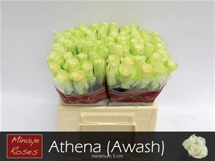 <h4>R Gr Athena</h4>