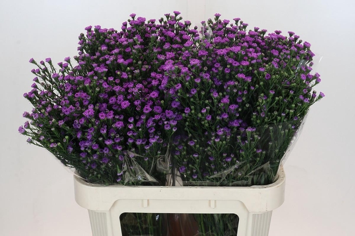 <h4>AST ASTEE M BABY PIN</h4>