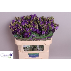 EUS E PICCO VIOLET